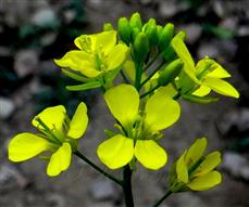  Inflorescence